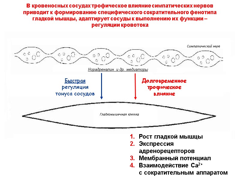 Симпатический нерв Гладкомышечная клетка Долговременное трофическое  влияние Быстрая  регуляция  тонуса сосудов